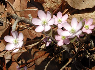 Anemone 2558